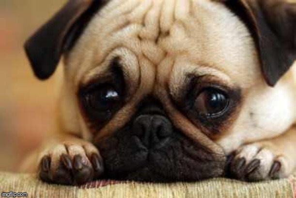 Sad Dog | image tagged in sad dog | made w/ Imgflip meme maker