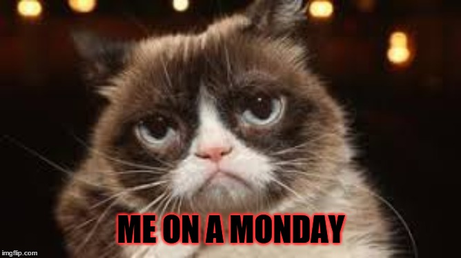 Monday | ME ON A MONDAY | image tagged in i love cats | made w/ Imgflip meme maker