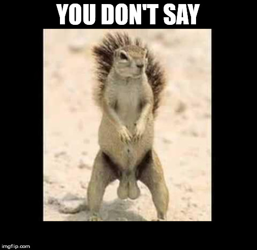 Squirrel nuts | YOU DON'T SAY | image tagged in squirrel nuts | made w/ Imgflip meme maker