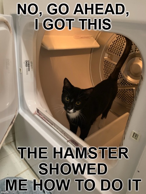 The Hamster showed me | NO, GO AHEAD, I GOT THIS; THE HAMSTER SHOWED ME HOW TO DO IT | image tagged in cats | made w/ Imgflip meme maker