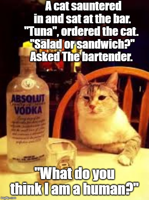 cat in a bar | A cat sauntered in and sat at the bar. "Tuna", ordered the cat. 
"Salad or sandwich?" Asked The bartender. "What do you think I am a human?" | image tagged in drunk cat | made w/ Imgflip meme maker
