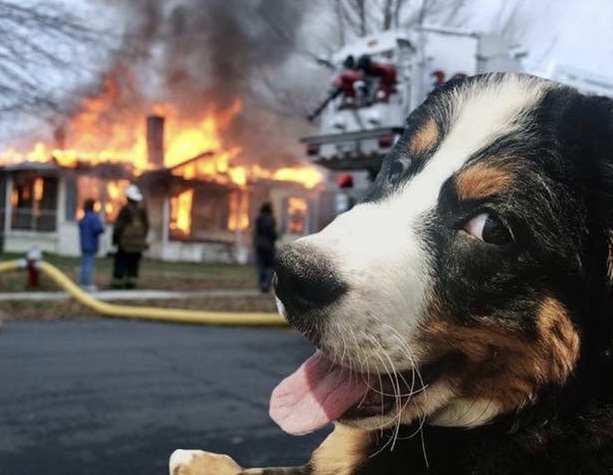 High Quality Disaster Dog Blank Meme Template