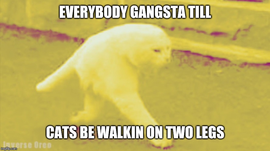 EVERYBODY GANGSTA TILL; CATS BE WALKIN ON TWO LEGS | image tagged in cat,meme,funny | made w/ Imgflip meme maker