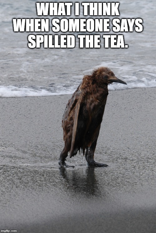 wet penguin | WHAT I THINK WHEN SOMEONE SAYS SPILLED THE TEA. | image tagged in wet penguin | made w/ Imgflip meme maker