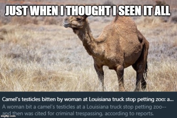 women bites camel testicles | JUST WHEN I THOUGHT I SEEN IT ALL | image tagged in balls,camel | made w/ Imgflip meme maker