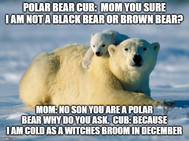 Polar Bears |  POLAR BEAR CUB:  MOM YOU SURE I AM NOT A BLACK BEAR OR BROWN BEAR? MOM: NO SON YOU ARE A POLAR BEAR WHY DO YOU ASK.  CUB: BECAUSE I AM COLD AS A WITCHES BROOM IN DECEMBER | image tagged in polar bears | made w/ Imgflip meme maker