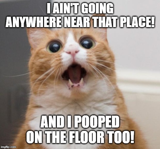 scared cat | I AIN'T GOING ANYWHERE NEAR THAT PLACE! AND I POOPED ON THE FLOOR TOO! | image tagged in scared cat | made w/ Imgflip meme maker