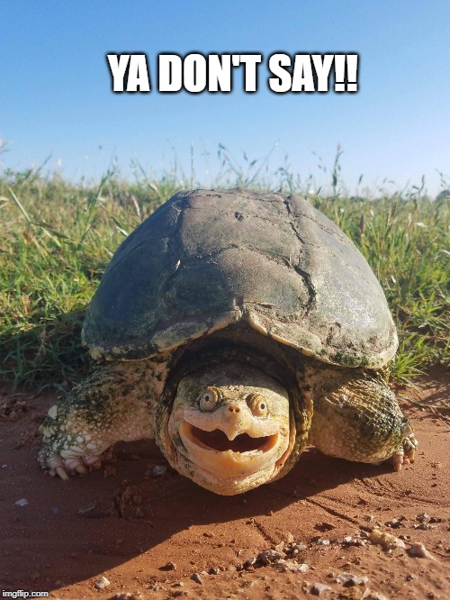 You don't say turtle | YA DON'T SAY!! | image tagged in you don't say turtle | made w/ Imgflip meme maker