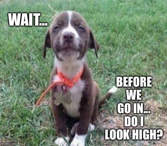  WAIT... BEFORE WE GO IN... DO I LOOK HIGH? | image tagged in memes,high dog | made w/ Imgflip meme maker
