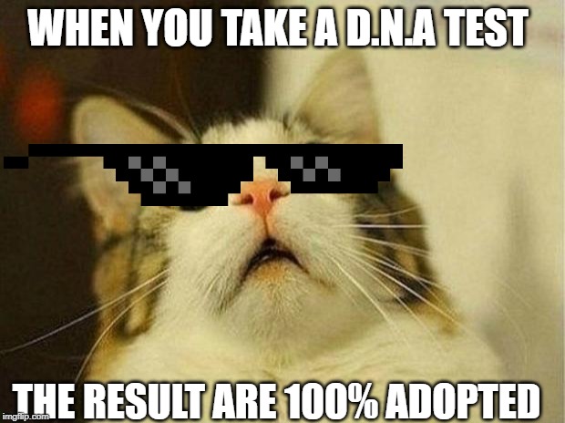 Scared Cat | WHEN YOU TAKE A D.N.A TEST; THE RESULT ARE 100% ADOPTED | image tagged in memes,scared cat | made w/ Imgflip meme maker