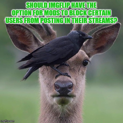 I could see how such an option could be abused but if users continue to violate posting rules it can be frustrating. | SHOULD IMGFLIP HAVE THE OPTION FOR MODS TO BLOCK CERTAIN USERS FROM POSTING IN THEIR STREAMS? | image tagged in think before you post,taking the biscuit | made w/ Imgflip meme maker