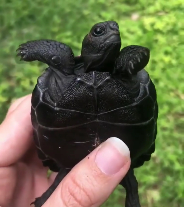 Black turtle Blank Meme Template