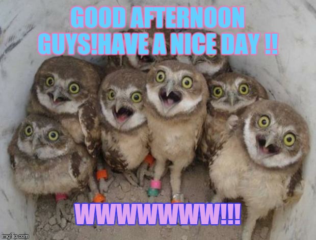 Excited Owls | GOOD AFTERNOON GUYS!HAVE A NICE DAY !! WWWWWWW!!! | image tagged in excited owls | made w/ Imgflip meme maker