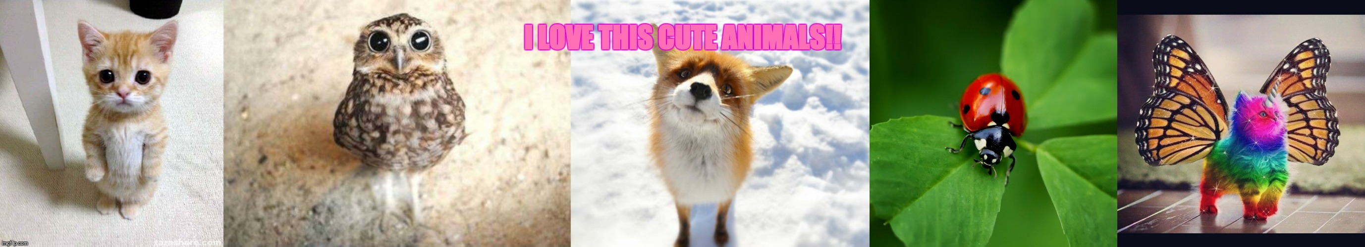 I LOVE THIS CUTE ANIMALS!! | image tagged in memes,cute cat,what does the fox say,cute owl,ladybug,rainbow butterfly unicorn kitten | made w/ Imgflip meme maker