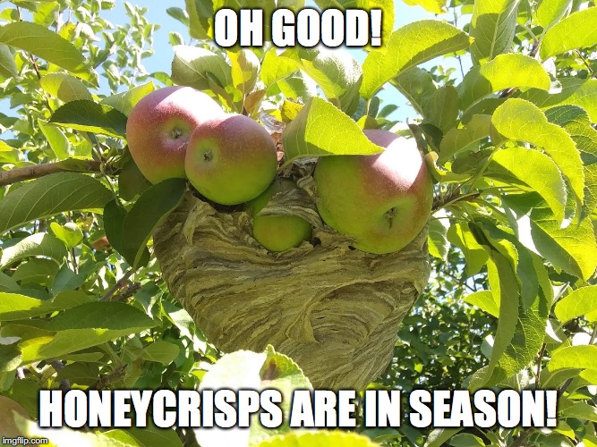 Honeycrisps are in season | OH GOOD! HONEYCRISPS ARE IN SEASON! | image tagged in apples,apple picking,bees,hornets,wasps,autumn | made w/ Imgflip meme maker
