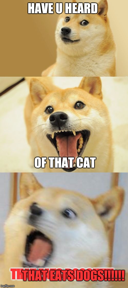 Yo dog what u doing | HAVE U HEARD; OF THAT CAT; THAT EATS DOGS!!!!!! THAT EATS DOGS!!!!!! | image tagged in bad pun doge,cats,funny,dont banned me pls,pls dont,thx | made w/ Imgflip meme maker
