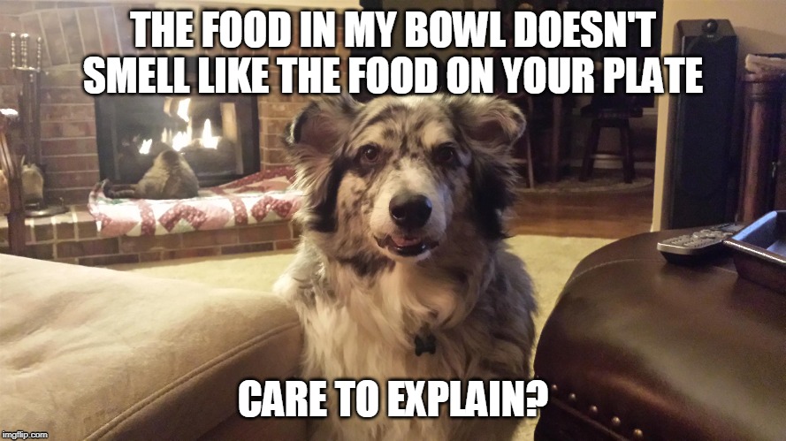 Care to explain? | THE FOOD IN MY BOWL DOESN'T SMELL LIKE THE FOOD ON YOUR PLATE; CARE TO EXPLAIN? | image tagged in funny dogs | made w/ Imgflip meme maker