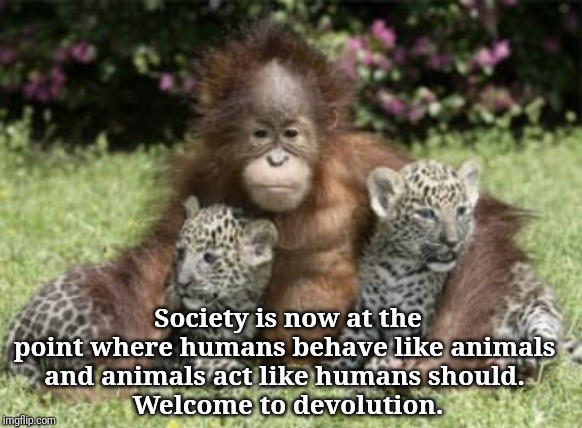 Society is now at the point where humans behave like animals 
and animals act like humans should. 
Welcome to devolution. | image tagged in orangutan | made w/ Imgflip meme maker