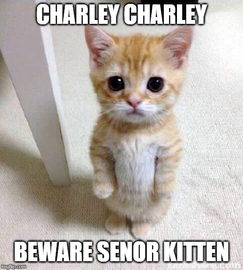 Cute Cat Meme | CHARLEY CHARLEY; BEWARE SENOR KITTEN | image tagged in memes,cute cat | made w/ Imgflip meme maker