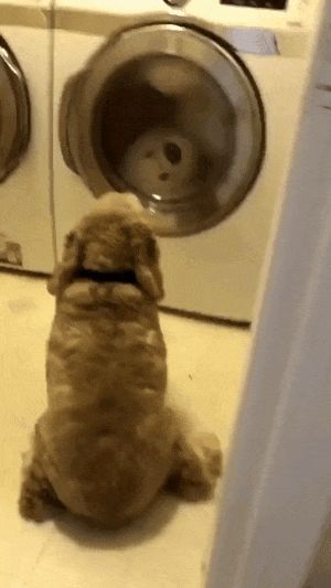 Dog watches stuffed bear in dryer Blank Meme Template