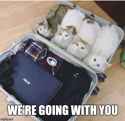 CAT RIDE | WE'RE GOING WITH YOU | image tagged in cats | made w/ Imgflip meme maker