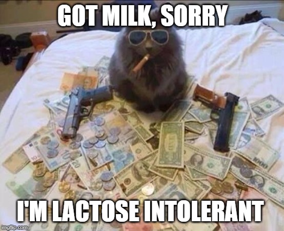 gangsta-kitty | GOT MILK, SORRY; I'M LACTOSE INTOLERANT | image tagged in gangsta-kitty | made w/ Imgflip meme maker