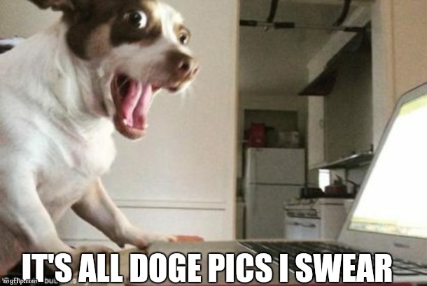 SURE | IT'S ALL DOGE PICS I SWEAR | image tagged in doge,dogs | made w/ Imgflip meme maker