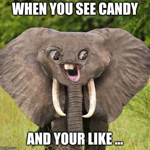 weird elaphant | WHEN YOU SEE CANDY; AND YOUR LIKE ... | image tagged in weird elaphant | made w/ Imgflip meme maker