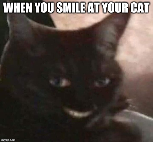 abcdefyee | WHEN YOU SMILE AT YOUR CAT | image tagged in abcdefyee | made w/ Imgflip meme maker