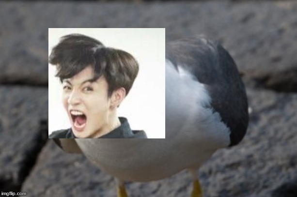 angry seagull | image tagged in angry seagull | made w/ Imgflip meme maker