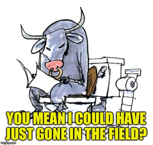 Bull Shitting | YOU MEAN I COULD HAVE JUST GONE IN THE FIELD? | image tagged in bull shitting | made w/ Imgflip meme maker