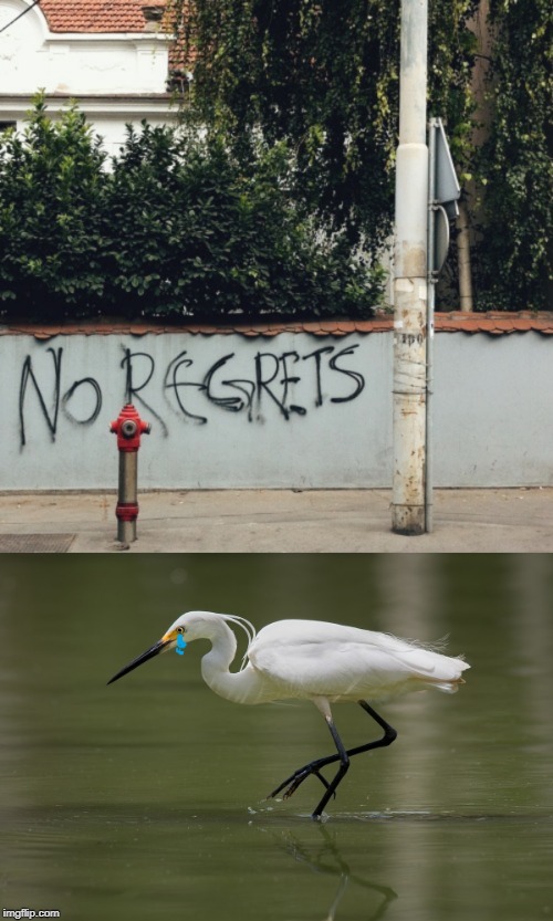 egret | image tagged in egret,no regrets | made w/ Imgflip meme maker