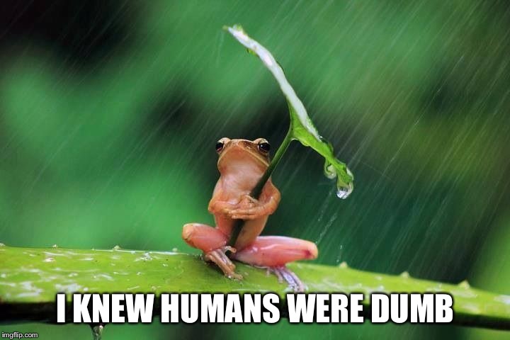Frog with umbrella | I KNEW HUMANS WERE DUMB | image tagged in frog with umbrella | made w/ Imgflip meme maker