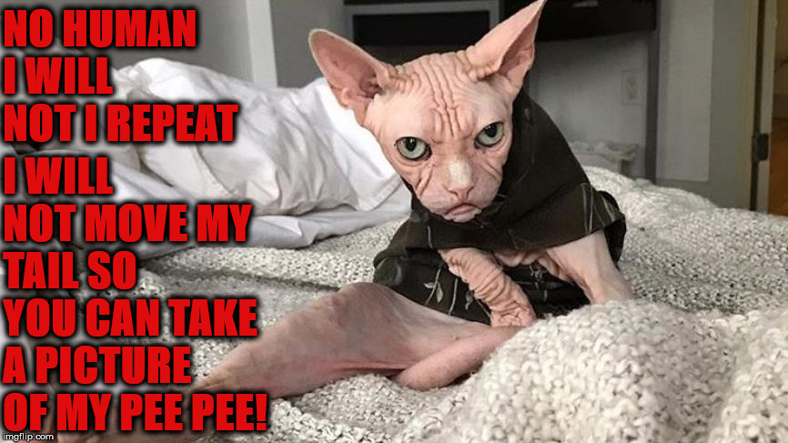 NO HUMAN | NO HUMAN I WILL NOT I REPEAT; I WILL NOT MOVE MY TAIL SO YOU CAN TAKE A PICTURE OF MY PEE PEE! | image tagged in no human | made w/ Imgflip meme maker
