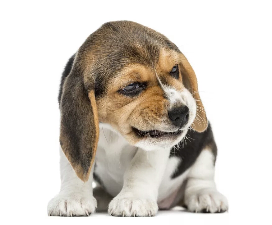 Cute beagle pup Blank Meme Template
