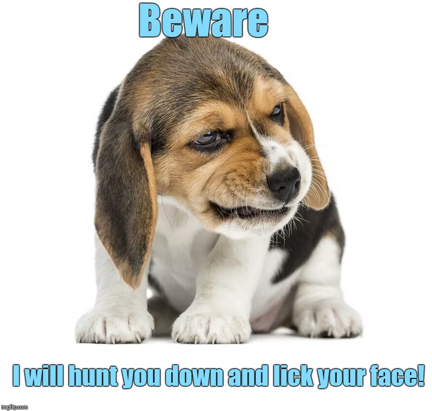 Beware | Beware; I will hunt you down and lick your face! | image tagged in cute beagle pup,cute puppies | made w/ Imgflip meme maker