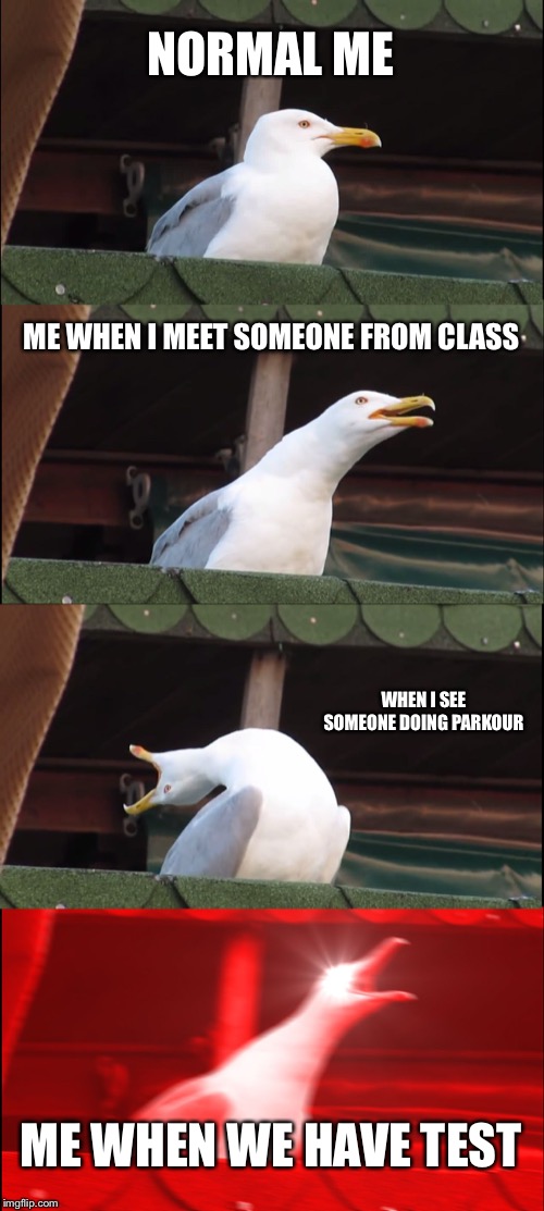 Inhaling Seagull | NORMAL ME; ME WHEN I MEET SOMEONE FROM CLASS; WHEN I SEE SOMEONE DOING PARKOUR; ME WHEN WE HAVE TEST | image tagged in memes,inhaling seagull | made w/ Imgflip meme maker