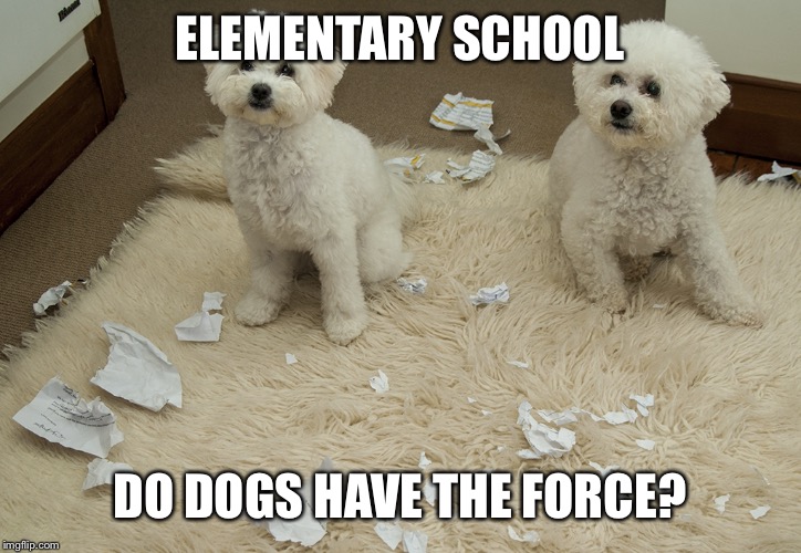 Dog Ate Homework | ELEMENTARY SCHOOL DO DOGS HAVE THE FORCE? | image tagged in dog ate homework | made w/ Imgflip meme maker