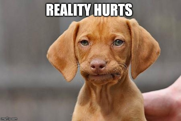 Dissapointed puppy | REALITY HURTS | image tagged in dissapointed puppy | made w/ Imgflip meme maker