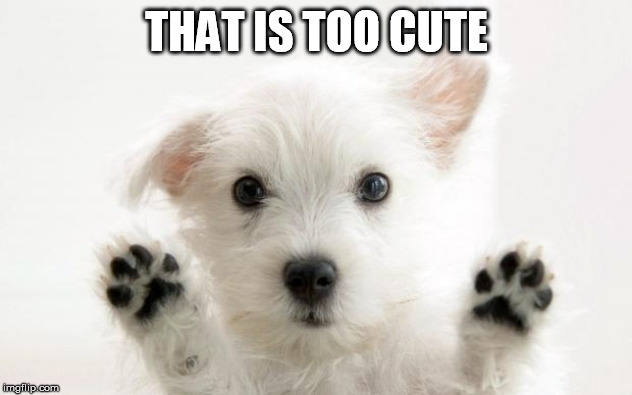 Need a cute dog today | THAT IS TOO CUTE | image tagged in cute dog | made w/ Imgflip meme maker