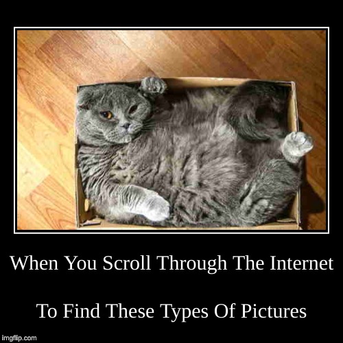 Cat In A Box | image tagged in funny,demotivationals,cat in a box,memes | made w/ Imgflip demotivational maker