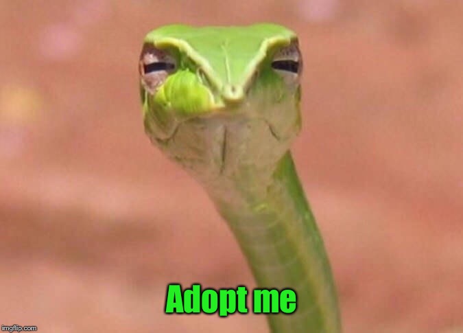 Skeptical snake | Adopt me | image tagged in skeptical snake | made w/ Imgflip meme maker