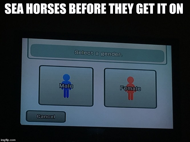 Gender | SEA HORSES BEFORE THEY GET IT ON | image tagged in gender | made w/ Imgflip meme maker