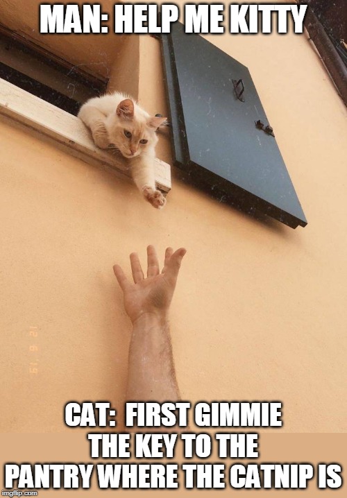 I NEED THE KEY | MAN: HELP ME KITTY; CAT:  FIRST GIMMIE THE KEY TO THE PANTRY WHERE THE CATNIP IS | image tagged in cats,cat | made w/ Imgflip meme maker