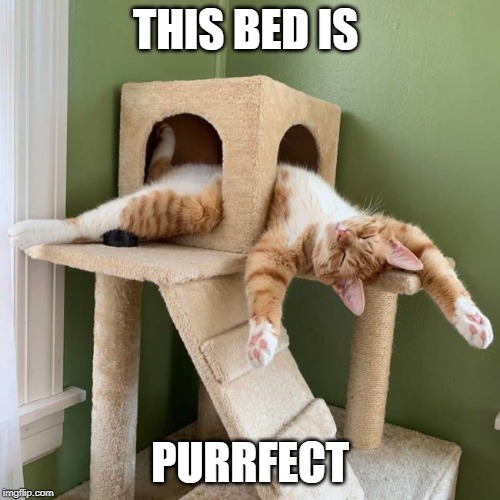 PERFECT BED | THIS BED IS; PURRFECT | image tagged in cats,cat,funny cat memes | made w/ Imgflip meme maker
