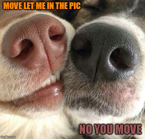 SELFIE | MOVE LET ME IN THE PIC; NO YOU MOVE | image tagged in doge,dogs | made w/ Imgflip meme maker