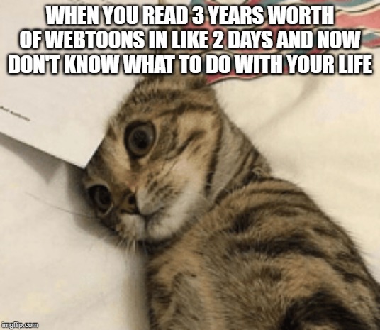 WHEN YOU READ 3 YEARS WORTH OF WEBTOONS IN LIKE 2 DAYS AND NOW DON'T KNOW WHAT TO DO WITH YOUR LIFE | image tagged in webtoons,cat | made w/ Imgflip meme maker