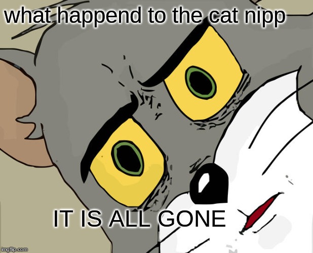 Unsettled Tom | what happend to the cat nipp; IT IS ALL GONE | image tagged in memes,unsettled tom | made w/ Imgflip meme maker