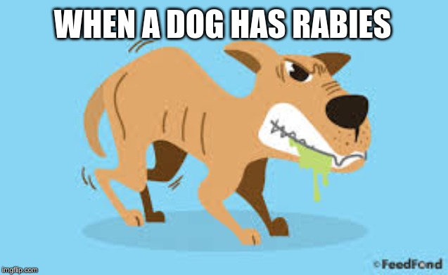 WHEN A DOG HAS RABIES | image tagged in a dog | made w/ Imgflip meme maker