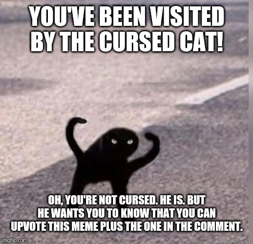 Cursed Cat | YOU'VE BEEN VISITED BY THE CURSED CAT! OH, YOU'RE NOT CURSED. HE IS. BUT HE WANTS YOU TO KNOW THAT YOU CAN UPVOTE THIS MEME PLUS THE ONE IN THE COMMENT. | image tagged in cursed cat | made w/ Imgflip meme maker